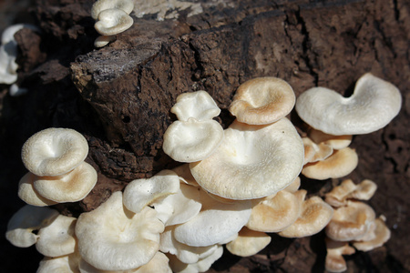 生长在枯木上的蘑菇