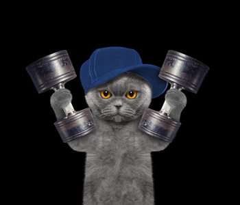 猫先生图片 猫先生素材 猫先生插画 摄图新视界