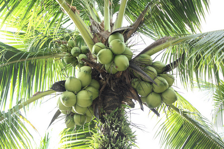 树上的近椰子群集。