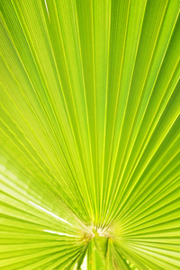 在阳光下裁剪的绿色糖棕榈树叶条的宏观拍摄。剥去欧洲扇子棕榈叶质地的阳光, 异国情调的植物。关闭, 复制文本空间, 花卉背景