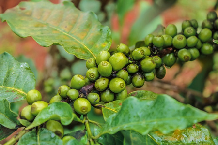 在农场中树上的咖啡豆