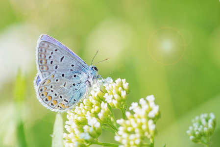 美丽的蓝色蝴蝶铜蝴蝶坐在一个白色的花朵在春天的草地上