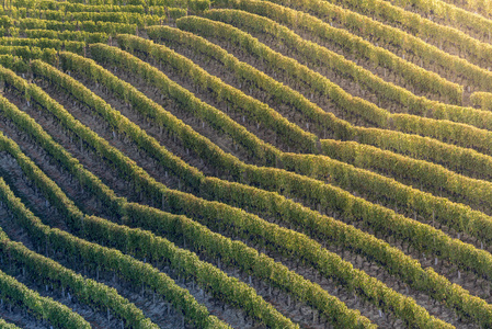 意大利山区日落称为 langhe 与成熟的葡萄酒