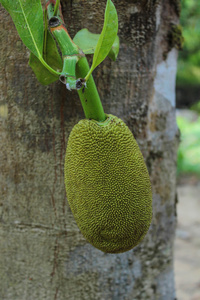 菠萝蜜树上