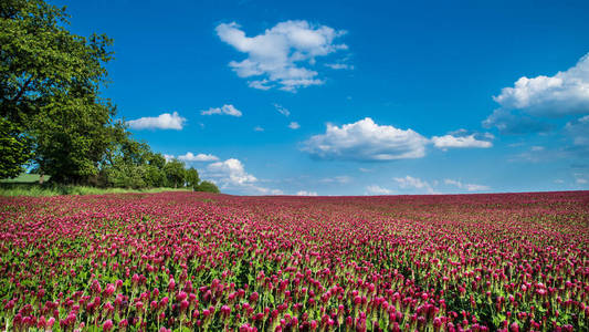 美丽的红三叶.田园风光, 绿树成荫, 地平线.蓝天, 白色蓬松的云彩.