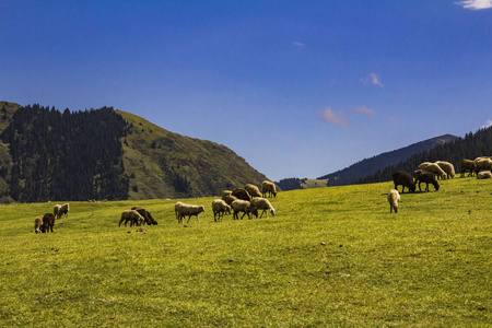 绵羊放牧在高山草甸在山里