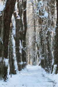 冬季森林景观阳光和雪