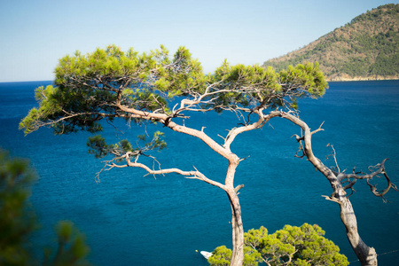 松树与蔚蓝的大海背景土耳其