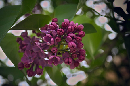 春季时丁香花盛开, 特写