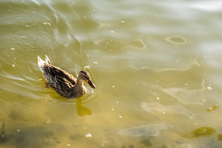 红活鸭在一个新鲜的池塘, 游泳和步行通过其领土, 啄和割的草。他在池塘里吃东西。温暖的季节, 公园在露天在晴朗, 夏天天