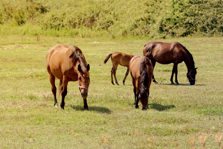 一群马在一片草地上吃草，在一片草地上吃草