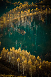 在西山山, 罗马尼亚的五颜六色的树木