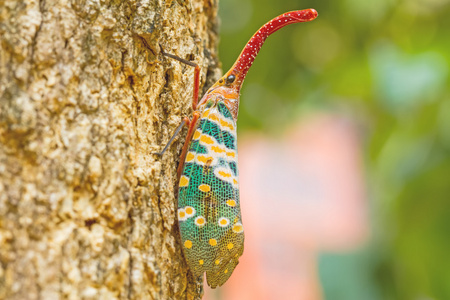 lanternfly，这种昆虫在热带森林中的树上