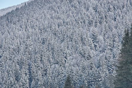 在冬天被雪覆盖着的针叶树森林