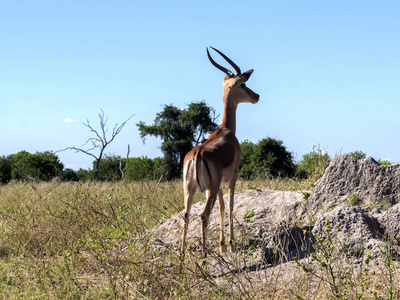 男性的黑斑羚, Aepyceros melampus, 丘比国家公园, Botswan