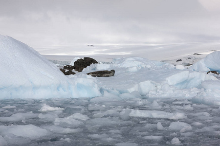 在多云的日子里有冰和海洋的壮观的南极景观