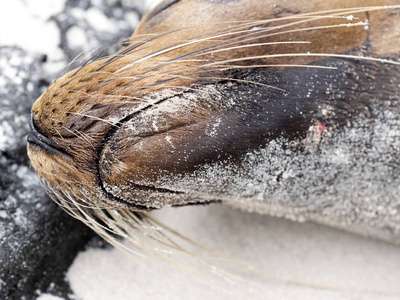 海狮肖像, Zalophus californianus wollebaeki, 海滩, 圣 Cristobal, 加拉帕戈斯群