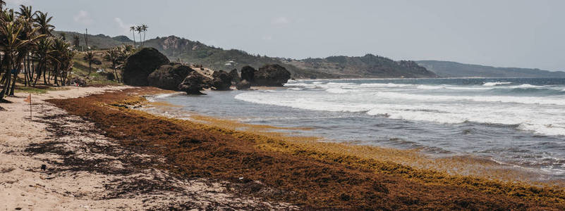 巴巴多斯的拔示巴海滩全景图, 深受羊海草的影响