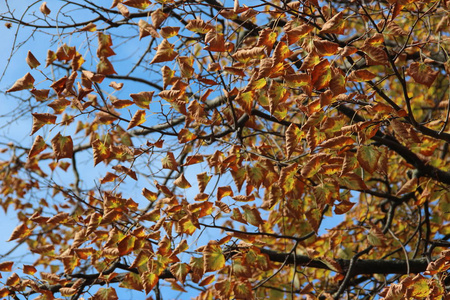 金色的秋叶在蓝天背景下