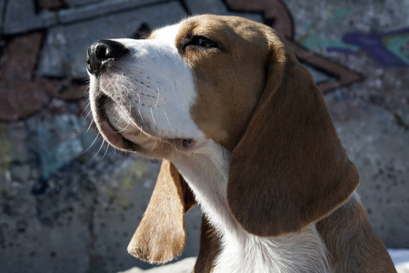 比格犬的肖像