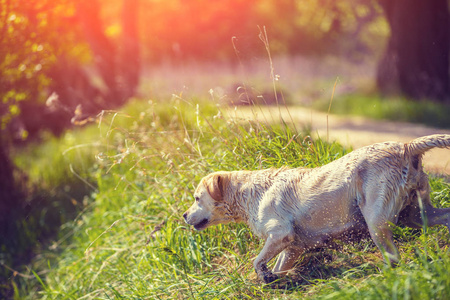 拉布拉多猎犬狗在河里游泳后奔跑在公园里