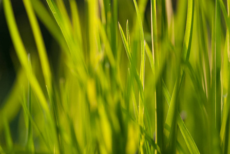 在灿烂的阳光下。抽象的自然背景。草坪上新鲜的绿色春草, 选择性聚焦模糊散景