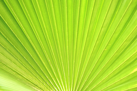 在阳光下裁剪的绿色糖棕榈树叶条的宏观拍摄。剥去欧洲扇子棕榈叶质地的阳光, 异国情调的植物。关闭, 复制文本空间, 花卉背景