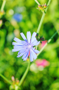 美丽的春天背景与丁香花