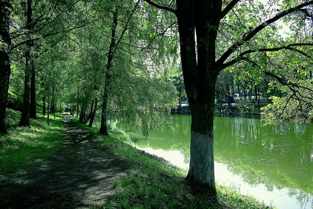 夏季公园景观绿树和人行道