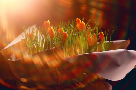 阳光和眩光在一束野黄色田野花上照片