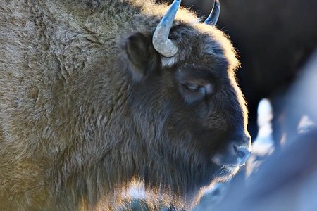 雪林中的野牛, 自然栖息地的 auroch
