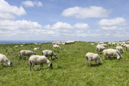 羊放牧在山顶上的羊群