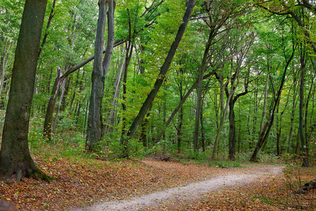 秋天的森林里散落着落叶小径