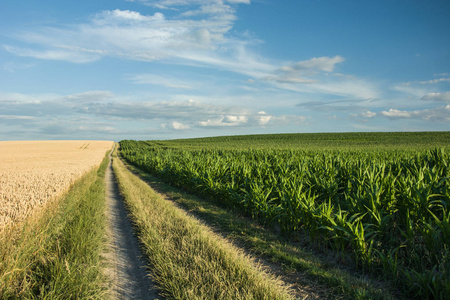农村公路通过玉米和谷物领域