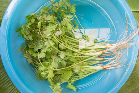 芹菜，荷兰芹束在塑料盆