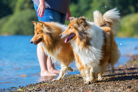 在湖的牧羊犬狗