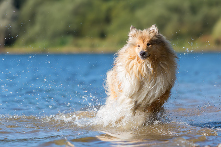 牧羊犬的狗运行在一个湖