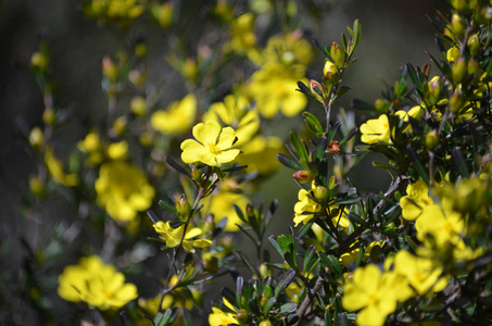 澳大利亚土著 Hibbertia monogyna, 家庭 Dilleniaceae, 生长在荒地在皇家国家公园, 悉尼, 新南