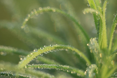 绿叶的各种。在草药的叶子上滴下的雨滴。一张印有背景的绿叶的照片。乌克兰的性质。阳光洒在露珠的水滴里