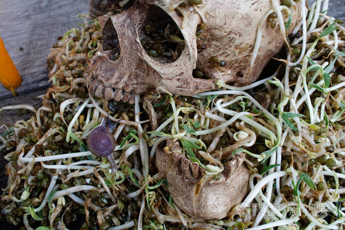 死头骨人用大蜗牛爬在脸上, 腐烂豆芽有些臭味.概念万圣节日