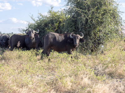 博茨瓦纳丘比国家公园 caffer, 非洲水牛, Syncerus c。