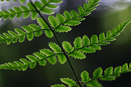 春绿背景, 抽象模糊自然美丽的图画, 绿芽