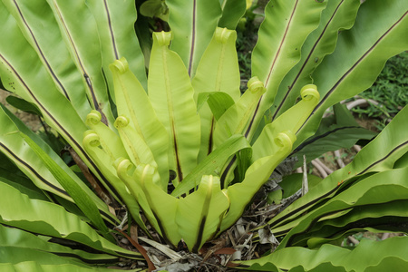 绿色燕窝蕨类植物