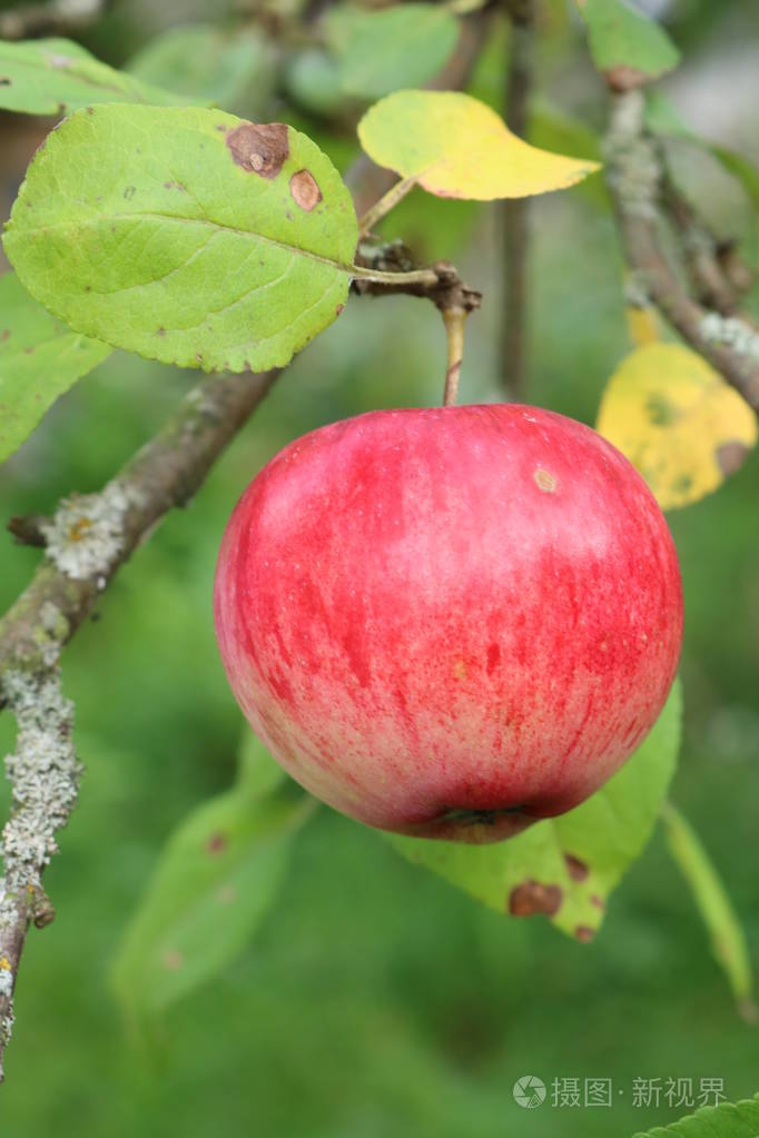 秋天的花园里有苹果树.成熟的苹果在晨露中.当地花园的礼物.