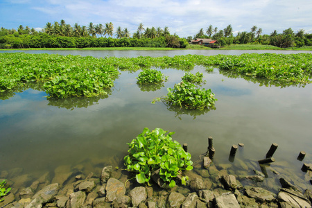 水葫芦植物漂浮在河上照片