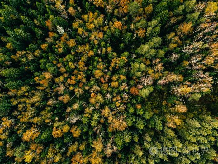 秋天森林的鸟瞰图.秋天风景与红色, 黄色和绿色树.无人机摄影