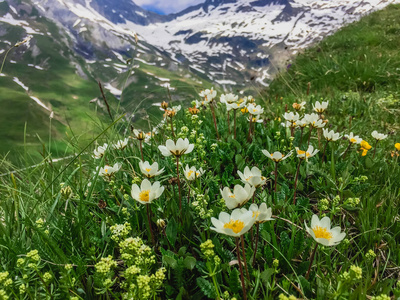 美丽的山风景与花