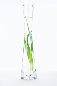 天然草本精油与芦荟白表面透明花瓶