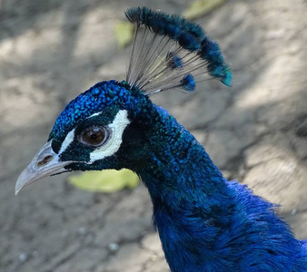 在动物园, 蓝色, 眼睛, 与孔雀五颜六色的鸟接近