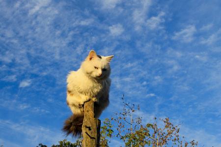 猫坐在原木上, 面对蓝天